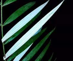 Image result for Virectaria major