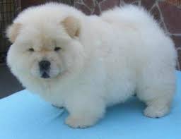 Pin By Angie Etheridge Owner Petals On Doggies Kitties Bunnies Chow Puppies For Sale Chow Chow Puppy Baby Animals Funny