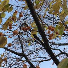 Content updated daily for best fruit trees for missouri Selecting Fruit Trees For Your Homestead Homestead Honey