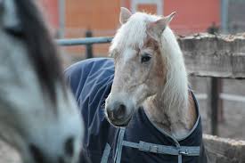 Decken für pferde oder ponys? Die Richtige Decke Fur Offenstall Und Weide Pferde De Magazin