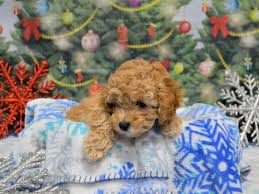 We can accept paypal if needed, however there is an additional 3% fee that will be added to cover the paypal fees. F1b Mini Goldendoodle Dog Female Apricot 2934163 Petland Dunwoody Puppies For Sale
