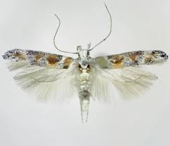 Image result for Bryotropha similis