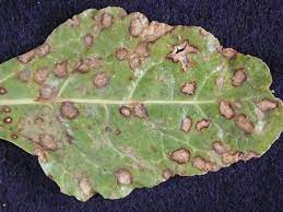 Check spelling or type a new query. Sugar Beet Beta Vulgaris Ramularia Leaf Spot Pacific Northwest Pest Management Handbooks
