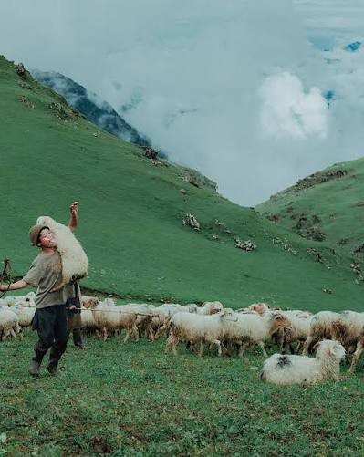The Shepherd Life 😍 Daily routines in the mountains of Rukum Chaurikharka long walks, hard work and a life shaped by nature. I followed these quiet moments just as they happen. Have