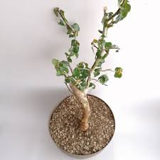 Image result for Commiphora schlechteri