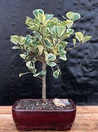 Image result for Ficus triangularis