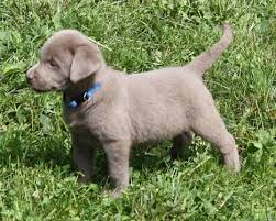 Maybe you would like to learn more about one of these? Akc Silver Labrador Retriever For Sale In Portsmouth Virginia Classified Americanlisted Com