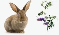 Як правильно годувати кролика м'ятою