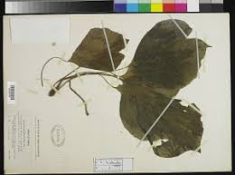 Image result for Antrophyum mannianum