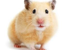 Hamsters are seen as harmless little guys who enjoy the occasional pellet. Hamsters Teaching Resources