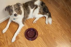 First, the child is unaware that they are eating, and. 4 Things To Do If Your Dog Is Vomiting Pethelpful By Fellow Animal Lovers And Experts