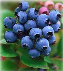 Blueberries are a favorite snack of hungry birds, so it's recommended that you protect blueberry bushes ahead of time by draping bird netting over your plants. Blueberry