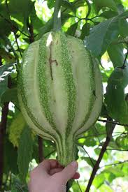 Image result for Telfairia pedata