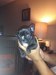 If you have any questions or would like to reserve one of our frenchie puppies please contact us. French Bulldog Puppies For Sale Pontiac Mi 319145