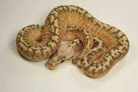 Pin On Insane Ball Python Morphs