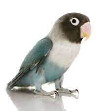 Love Birds Birds For Sale Love Birds Pet Birds