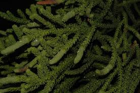 Image result for Araucaria cunninghamii