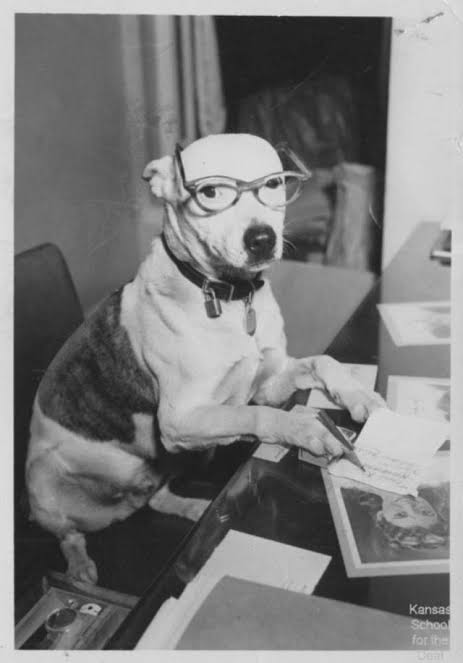 Buddy the deaf dog sitting at a desk, wearing eyeglasses and appearing to write a letter.