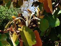 Image result for Pterospermum acerifolium