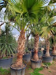 Image result for Livistona chinensis