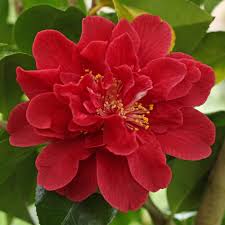 0 more photos view gallery. Camellia Japonica Tom Knudsen 1l 045 Jim S Camellias