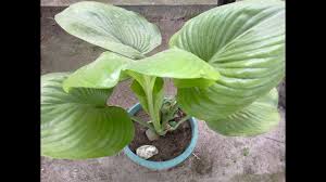 Tanaman hias gelombang cinta adalah salah satu jenis anthurium. Philodendron Berdaun Lebar Youtube