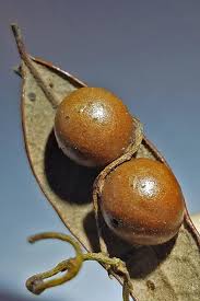 Image result for Cassytha filiformis