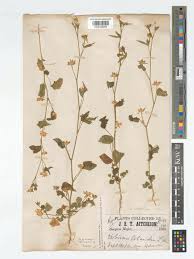 Image result for Hibiscus lobatus