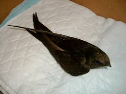 Результат пошуку зображень за запитом "стриж"