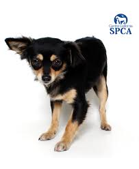 The color of the coat can have various colors including white, black, brown. Noel Is A 2 Year Old Female Black And Tan Long Hair Chihuahua Blend Central California Spca Fresno Ca