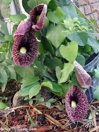 Image result for Aristolochia littoralis