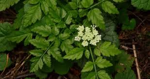 Image result for Oenanthe