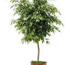 Ficus Benjamina Trees In 2021 Ficus Benjamina Ficus Indoor Trees