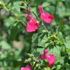 Image result for Sebaea microphylla