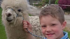 Alpacas killed by dogs at Winnaleah property