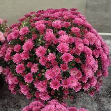 Paradiso Pink Garden Mum Chrysanthemum Grandiflorum Garden Mum Hardy Mums Pink Garden