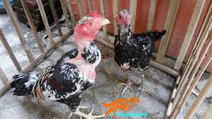 Ayam Saigon Silang Ayam Birma