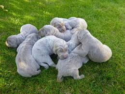 Image result for výmarský dlouhosrstý ohař