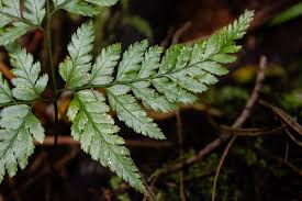 Image result for Arachniodes webbiana