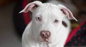 Find your new family member today, and discover the puppyspot difference. White Pitbulls Genetics Pictures Puppy Prices More