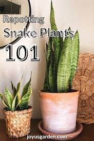 Repotting Snake Plants Easy Tips For Transplanting Snake Plants In 2021 Snake Plant Easy Care Indoor Plants Plants