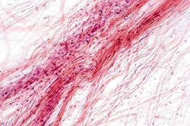 Maybe you would like to learn more about one of these? Areolar Connective Tissue Under The Microscope View Histological For Human Physiology Stock Photo Picture And Royalty Free Image Image 123914117