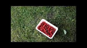 We did not find results for: Tips For Picking Cherries Off Large Trees June 2014 Youtube