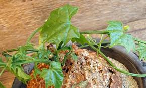 Image result for Cyclantheropsis parviflora