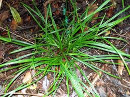 Image result for Cyperus mollipes