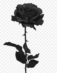 Black And White Rose Transparent Background Black Rose Single Rose Tattoos Black Rose Tattoos Thorn Tattoo