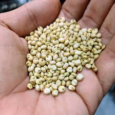 Image result for Sorghum