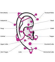 Ohrpiercing Methoden Tipps Risiken Types Of Ear Piercings Ear Piercings Chart Piercing Chart