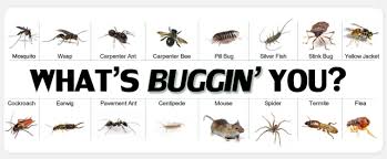 481 e whittier blvd ste a la habra ca 90631. General 25 Basic Insect Household Pest Exterminating Eliminex Nj 732 698 8387 Pest Control Wildlife Contracting New Jersey 732 698 8387 Exterminating Bed Bugs Termites Carpenter Ants Hornets Carpenter Bees Squirrels
