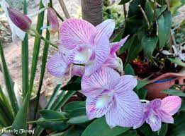 Dendrobium Orchids Dendrobium Orchids Orchids Beautiful Orchids